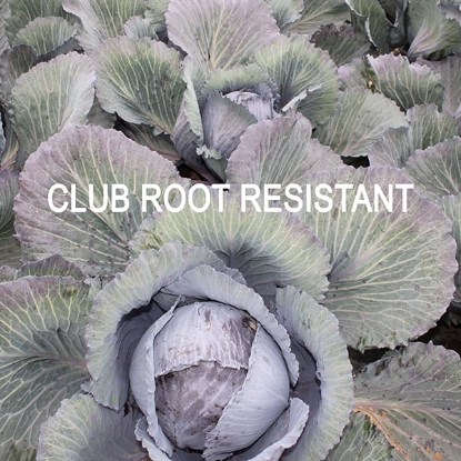 Picture of Cabbage Red Lodero F1